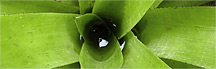 picture of spiral agave plant growth