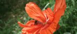 image of a bright orange poppy being pollinated by a bee, M. Hauk photographer