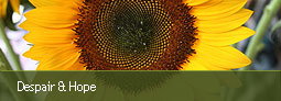 button with picture of sunflower in blossom, close-up - click to get to despair and hope activities