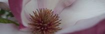 Image of spring blossom of a magnolia, close up, white and rose colored, M. Hauk photographer