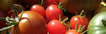 picture of tomatoes freshly harvested and glowing, M. Hauk photographer