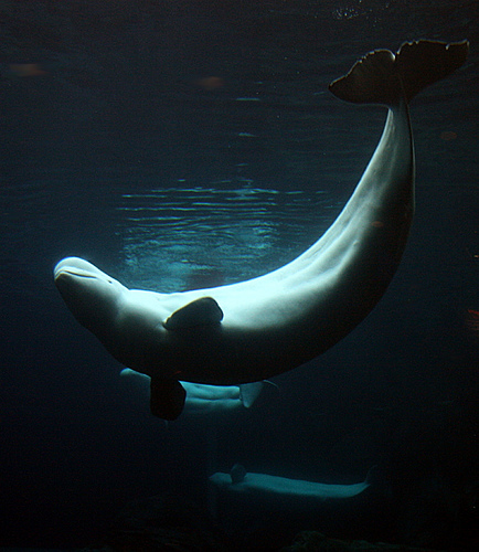 Beluga Whale Image