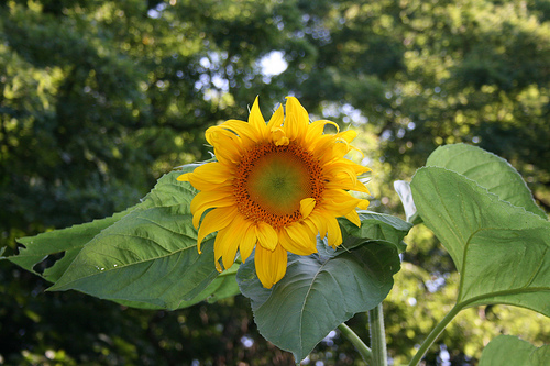 Image of Sunflower