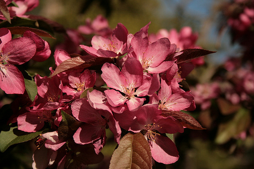 Pink Flowers Image