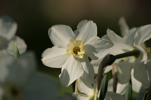 Image of Narcissus Flowers