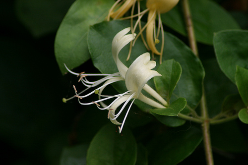 Image of Lilies