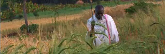 Picture of Gamo elder walking in the area farmed for 10,000 years