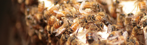 Bees in New Hive Image
