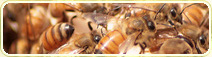 picture of honeybees