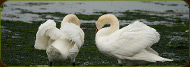 photo of wild swans