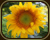 photo of a sunflower by aimee dechambeau