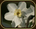 photo of white narcissus flower by aimee dechambeau