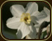 photo of white narcissus flower by aimee dechambeau