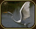 image of great egret by aimee de chambeau
