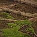 Tree roots image