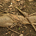 Image of Tree Roots