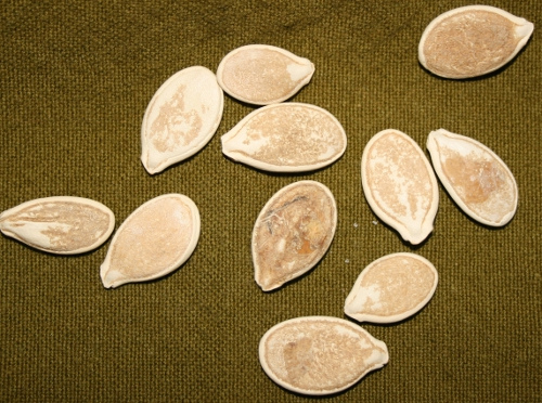 Image of pumpkin seeds