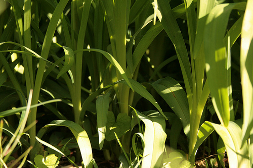 Green Stems of the Lily Image