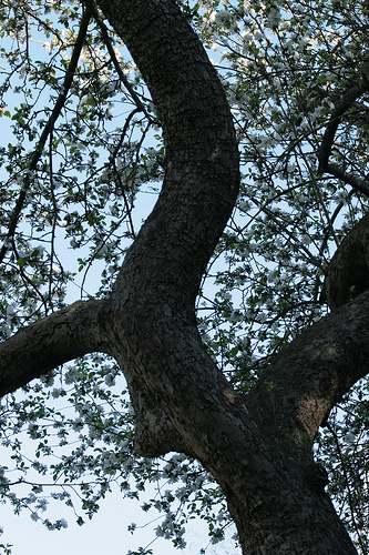 Image of Trunk and Branch of Apple Tree