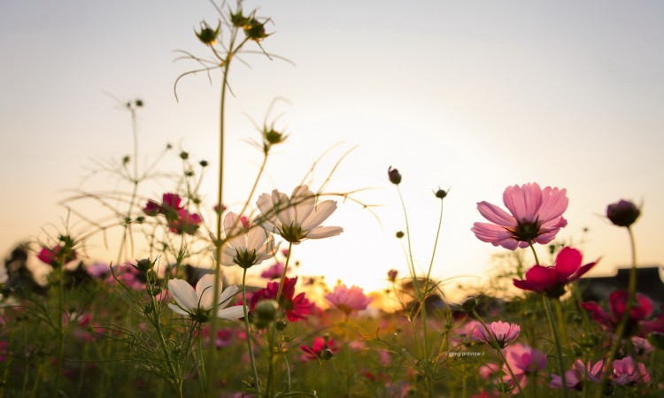 cosmos flowers